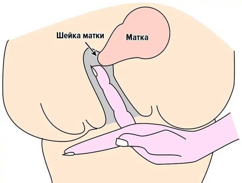 <p>Шейка матки</p>
<p>Шейка матки</p>