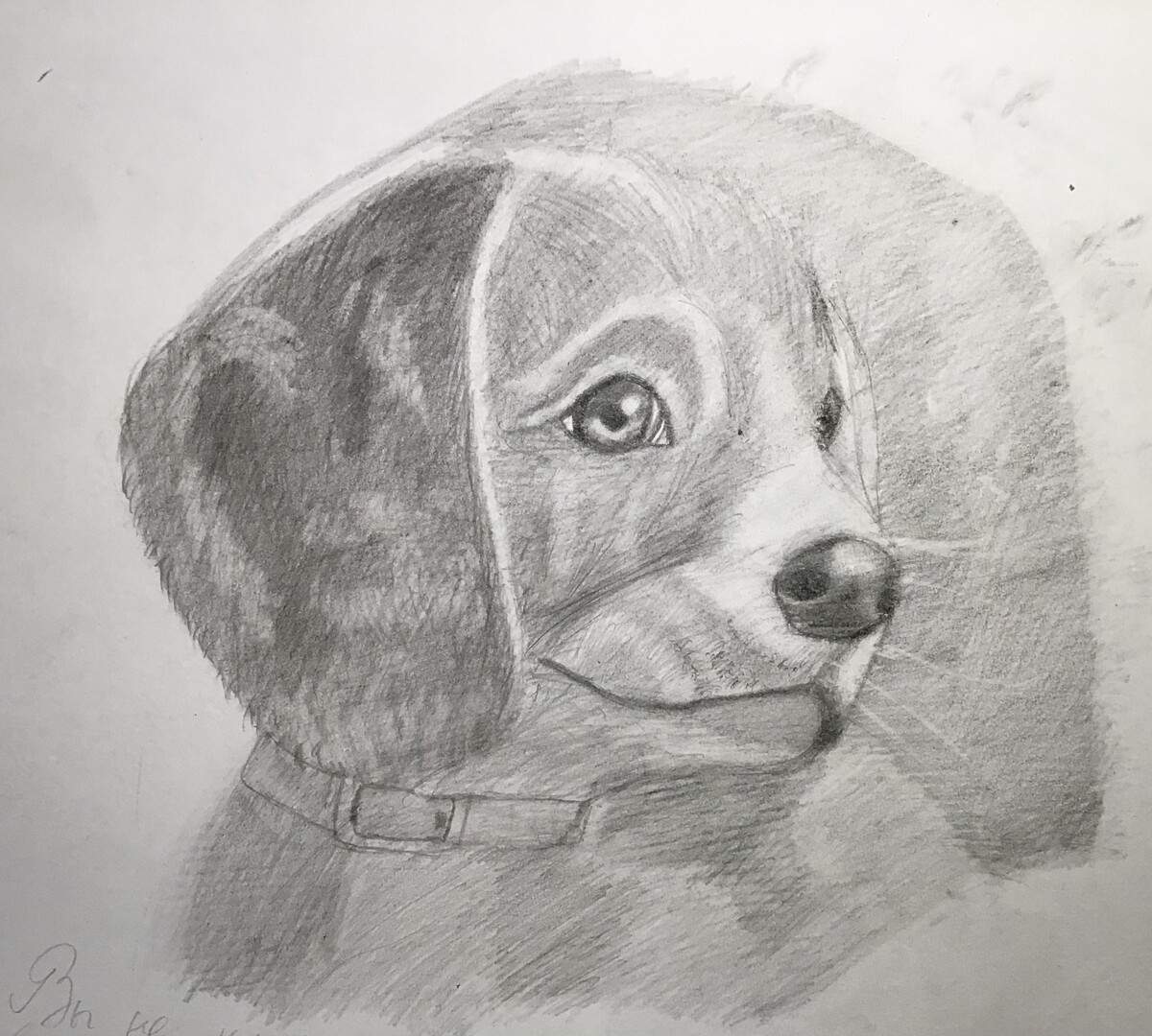 бигль рисунок карандашом