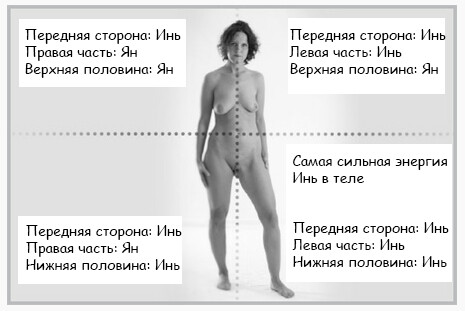 <p>Рисунок 2.3 - Инь и Ян в теле: спереди</p> <p>Рисунок 2.3 - Инь и Ян в теле: спереди</p>