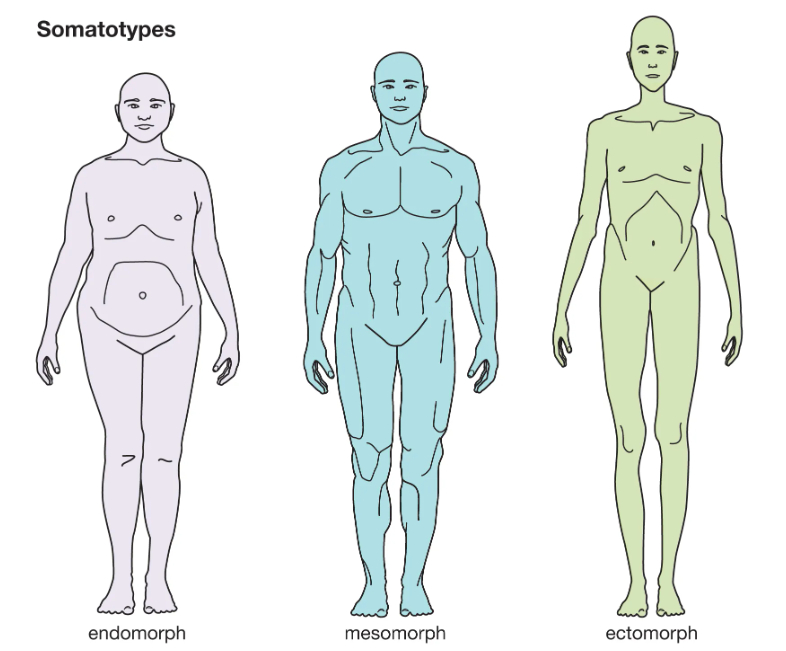 
		<p><b>Типы телосложения по Шелдону.</b> <br>Источник: Энциклопедия britannica.com </p>	
