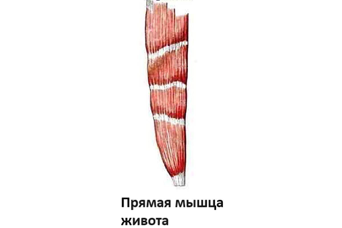 Особенность строения прямой мышцы живота Особенность строения прямой мышцы живота