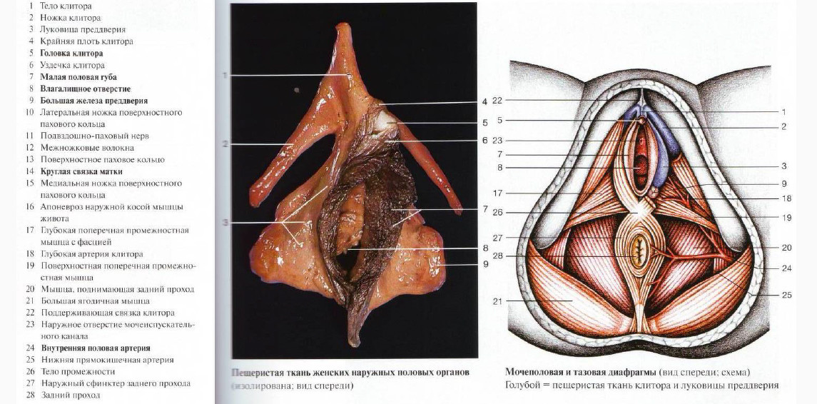 <p>Клитор на фотографии и схеме</p> <p>Клитор на фотографии и схеме</p>