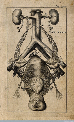 <p>Женская мочеполовая система. Автор Ренье де Грааф, 1672 год. Предоставлено: Wellcome Images</p> <p>Женская мочеполовая система. Автор Ренье де Грааф, 1672 год. Предоставлено: Wellcome Images</p>