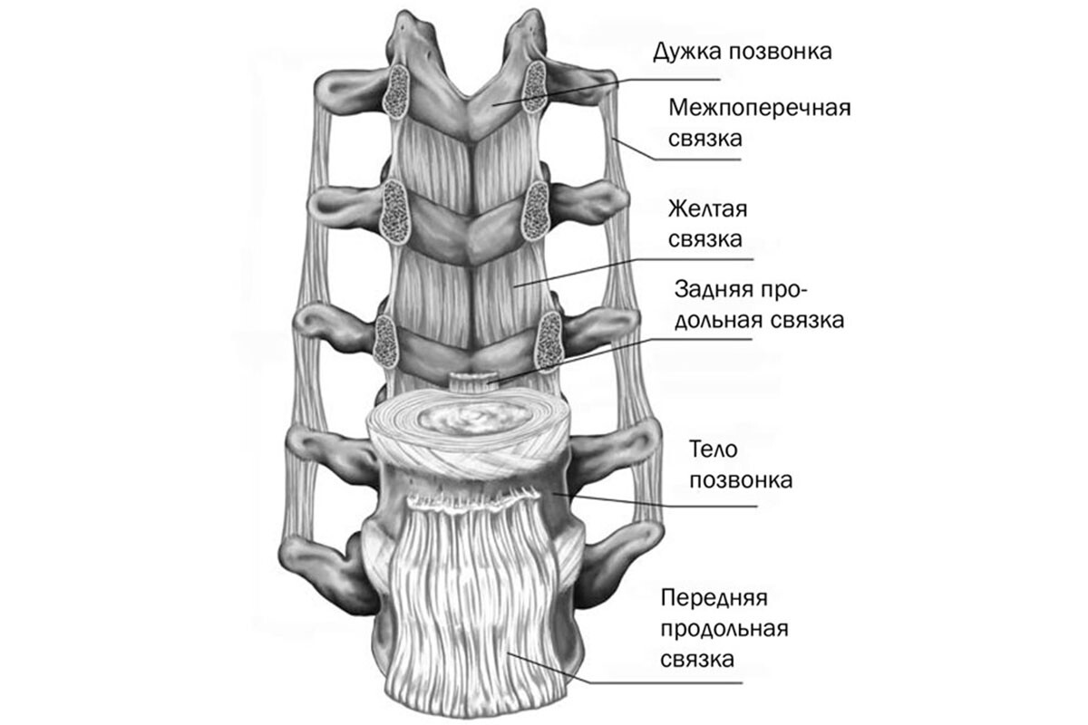 Связки в поясничном отделе позвоночника