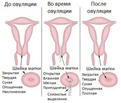 <p>Шейка матки в разных фазах цикла</p>
<p>Шейка матки в разных фазах цикла</p>