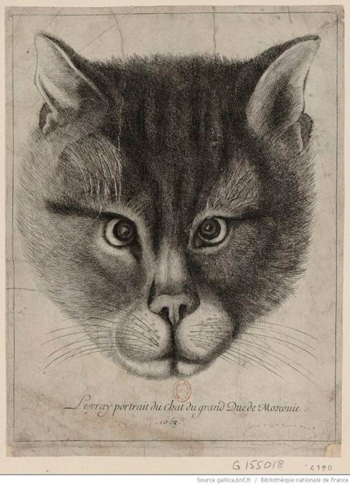 Вацлав Холлар. Подлинный портрет кота Великого князя Московского, 1663 год, Национальная библиотека Франции Вацлав Холлар. Подлинный портрет кота Великого князя Московского, 1663 год, Национальная библиотека Франции