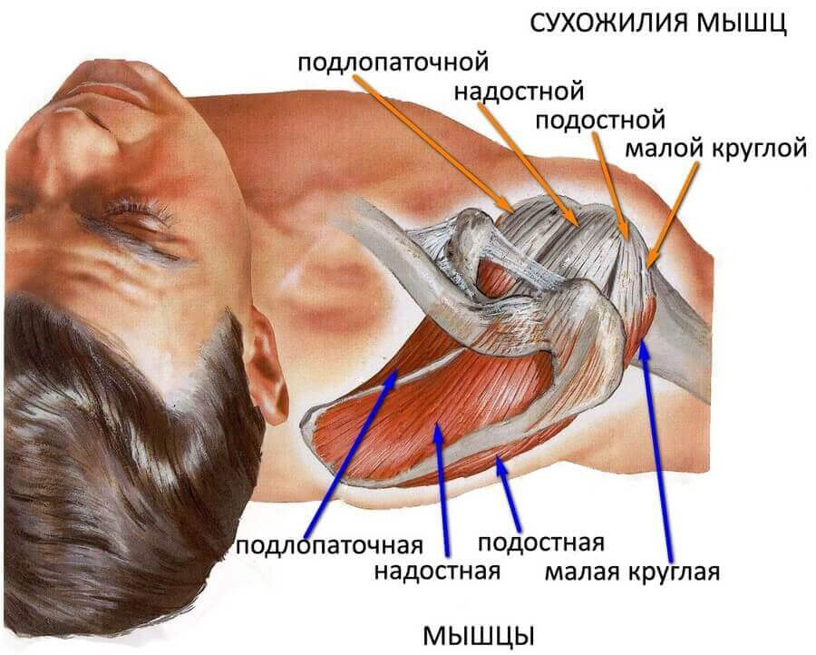 Взаимодействие комплекса вращательной манжеты плеча Взаимодействие комплекса вращательной манжеты плеча