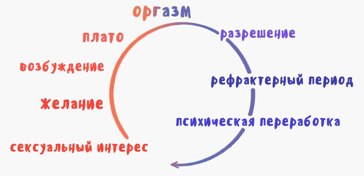 <p>Цикл сексуальных реакций</p>
<p>Цикл сексуальных реакций</p>