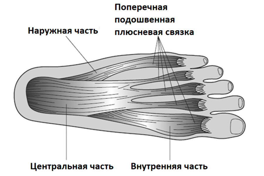 Связки стопы