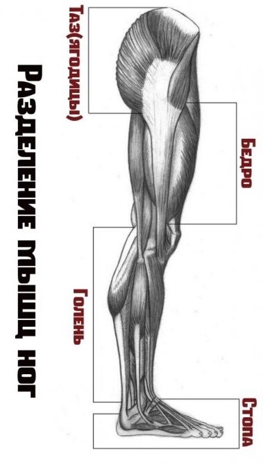 <p>Если забыли, где у вас голень, напоминаю:</p>