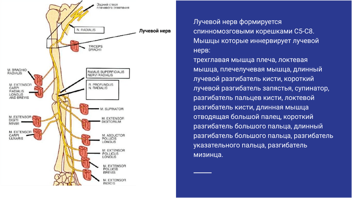 Нейропатия лучевого нерва фото