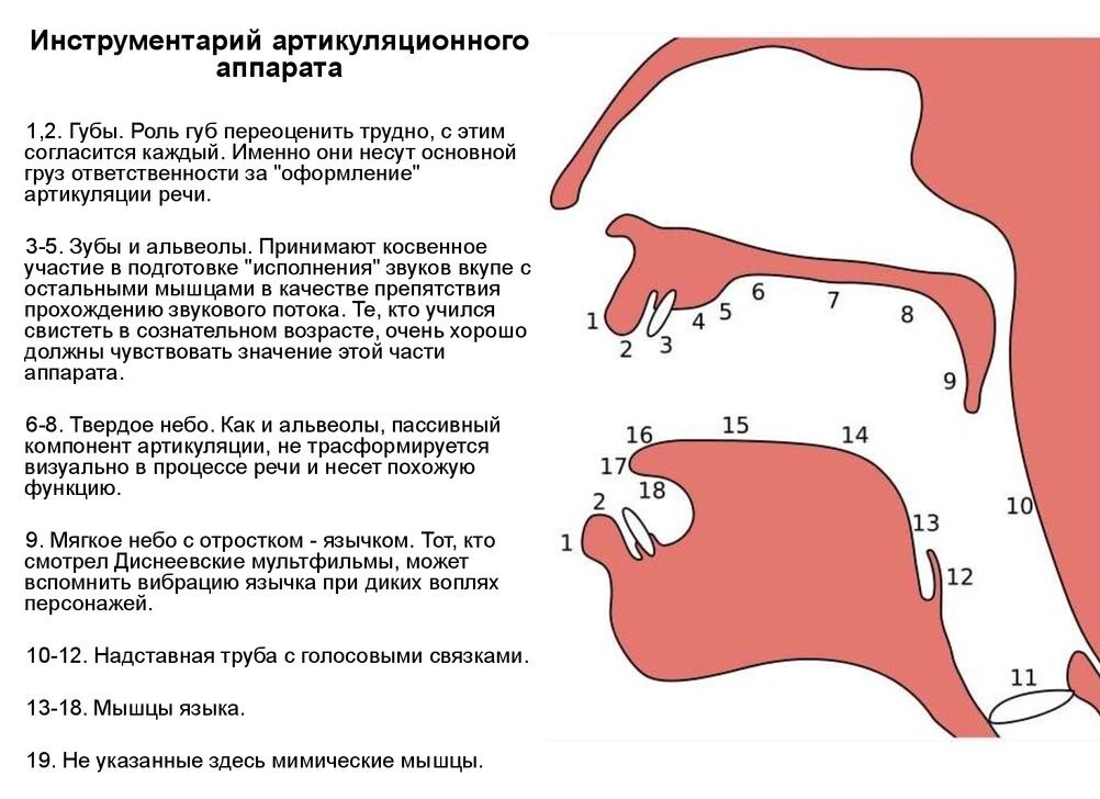 Схема речевого аппарата логопедия