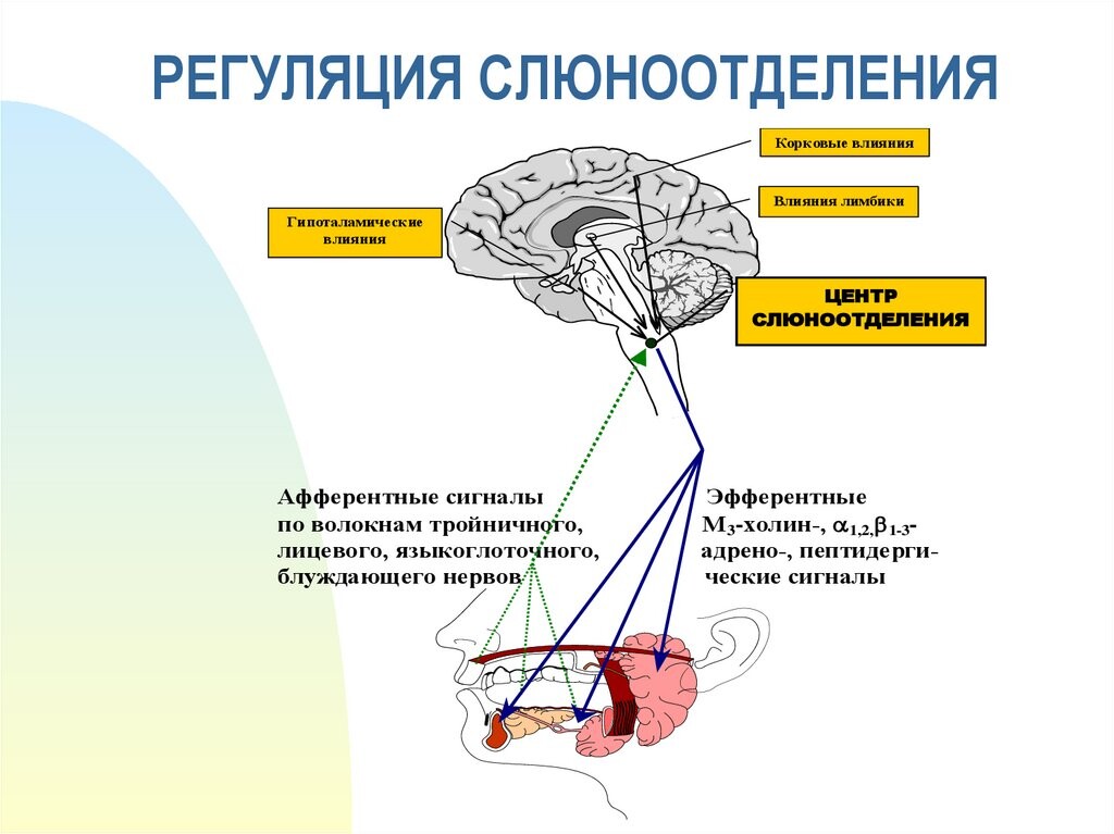 Почему текут слюни и что это означает