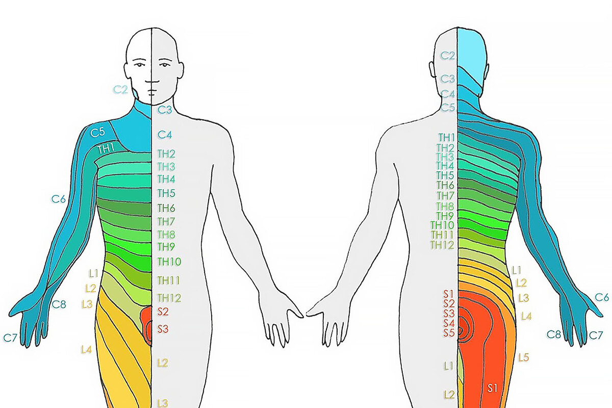 Дерматомы человека схема