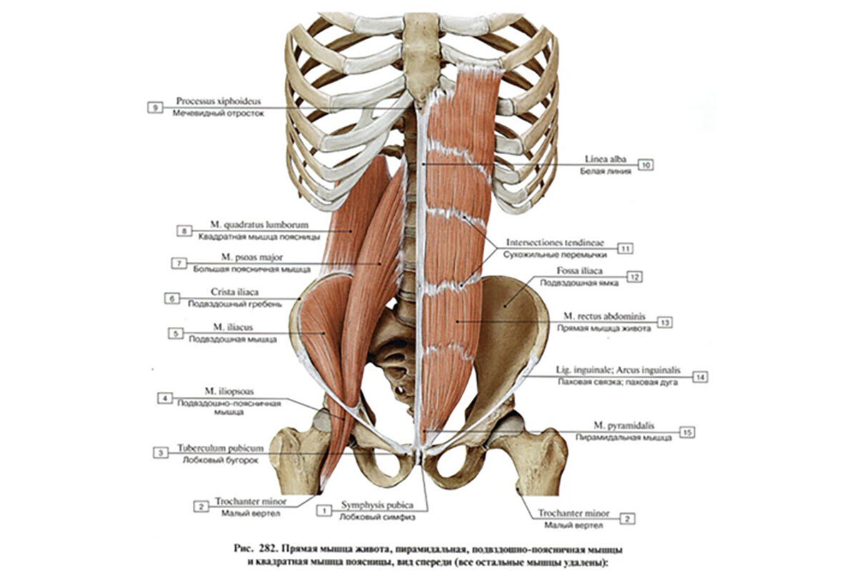 Мышцы живота и мышцы поясничного отдела позвоночнока