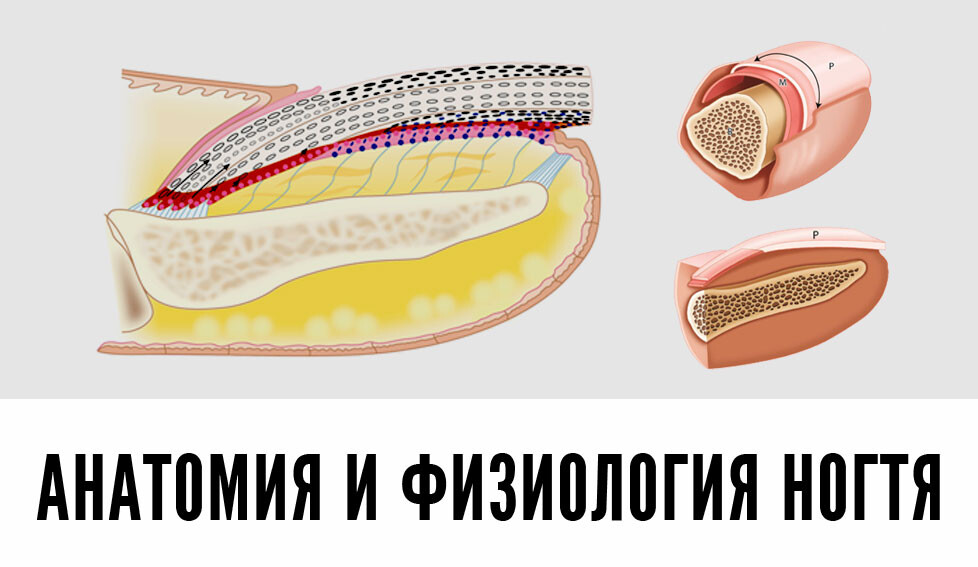 Микроскоп ногтей. Строение ногтя под микроскопом. Онихобласт. Строение ногтя и ногтевой пластины под микроскопом. Онихобласты ногтя под микроскопом.