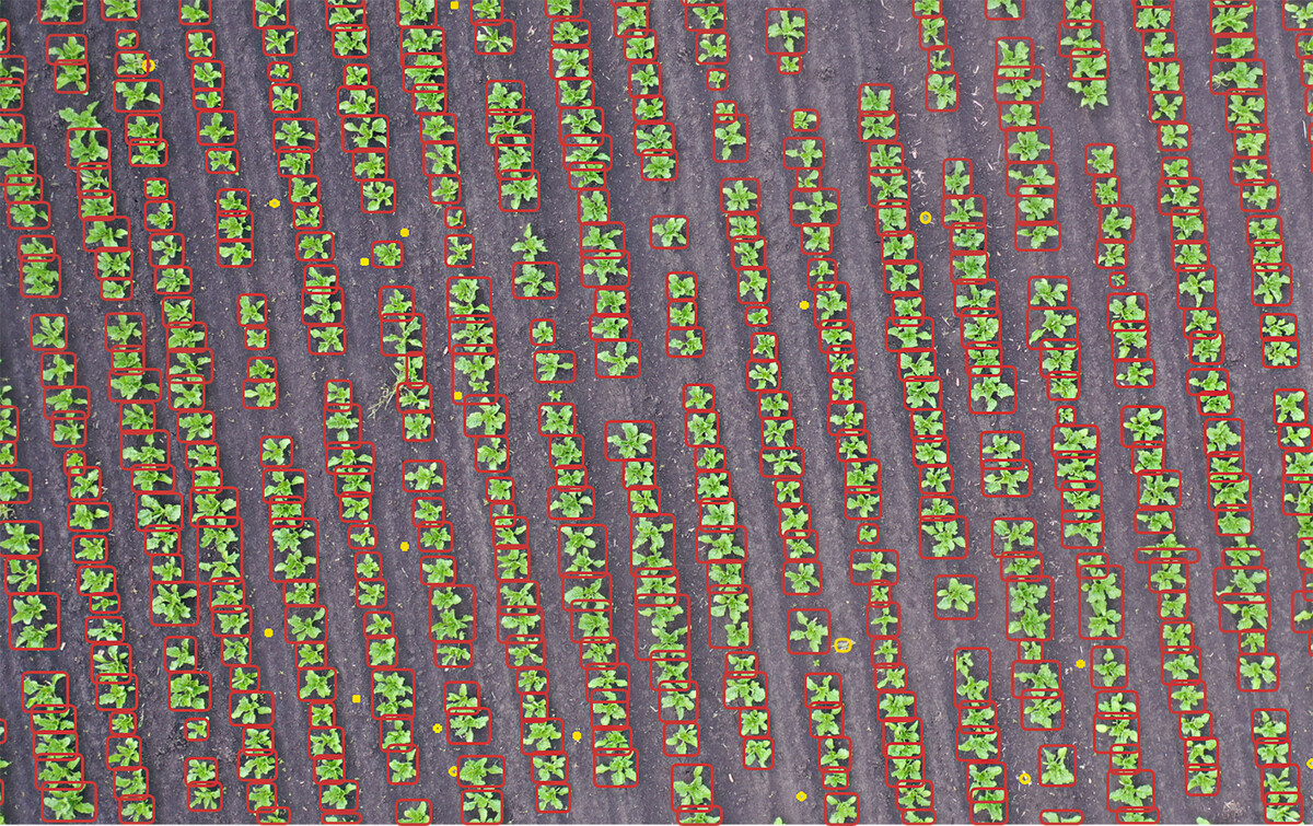 Подсчет густоты посева