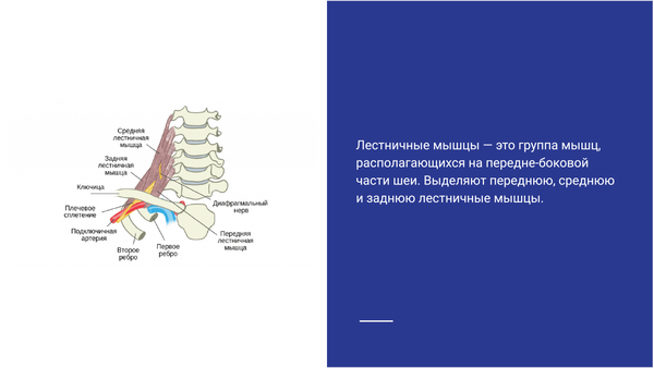 Синдром лестничных мышц (скаленус-синдром). Статьи