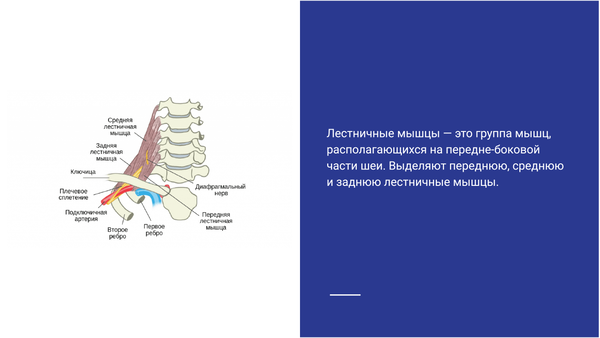 Лестничные мышцы фото