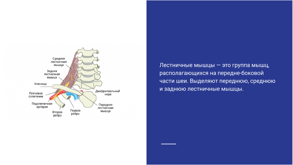 Синдром лестничных мышц (скаленус-синдром). Статьи