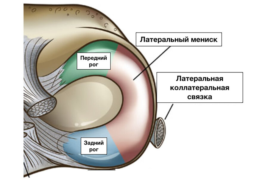 Анатомия латерального мениска