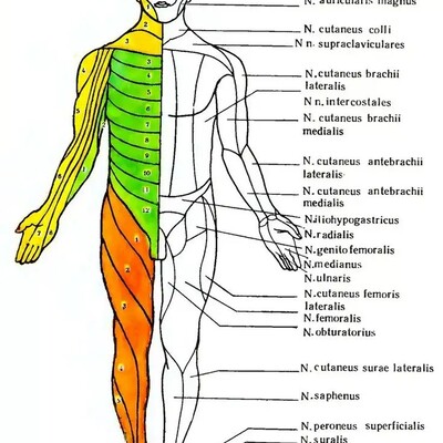 Схема иннервации тела
