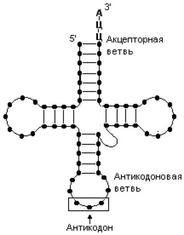 Антикодон гцц