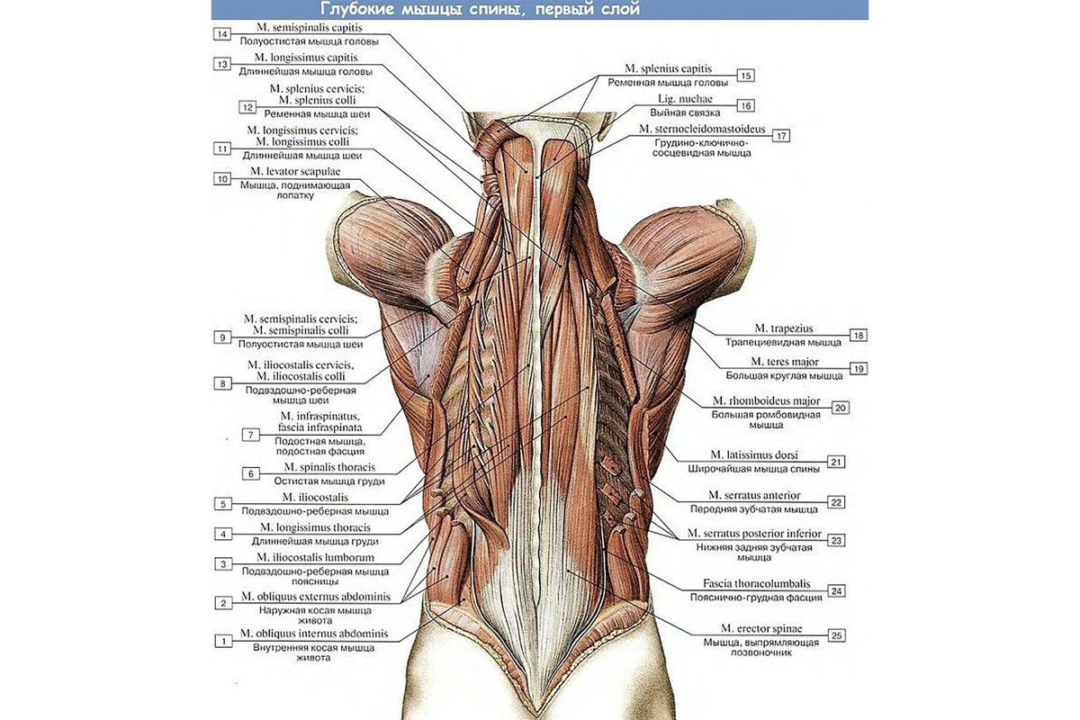 Первый слой глубоких мышц