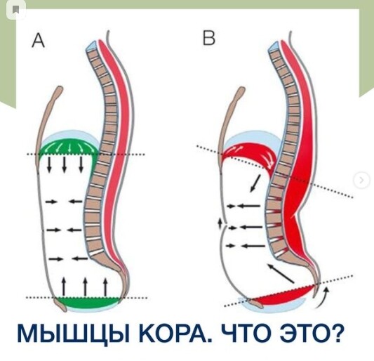 Где находятся мышцы кора у человека фото