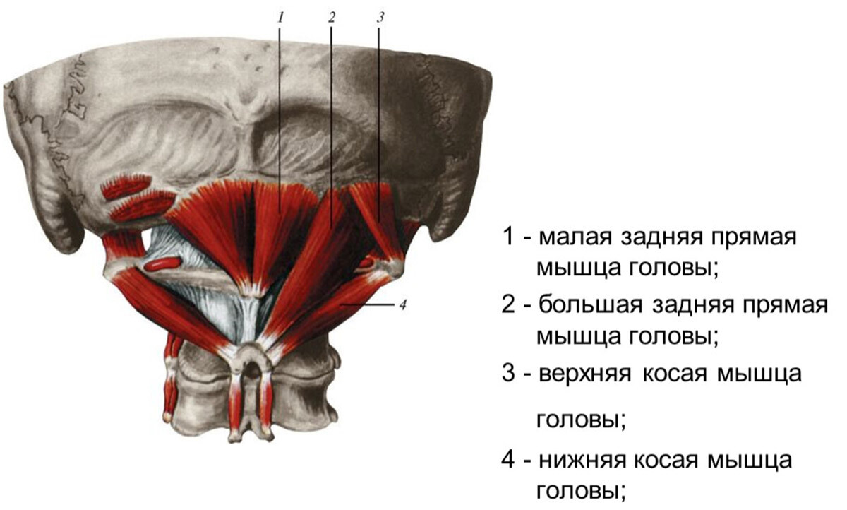 Подзатылочные мышцы: m. rectus capitis posterior minor (1) et major (2), m. obliquus capitis superior (3) et inferior (4).