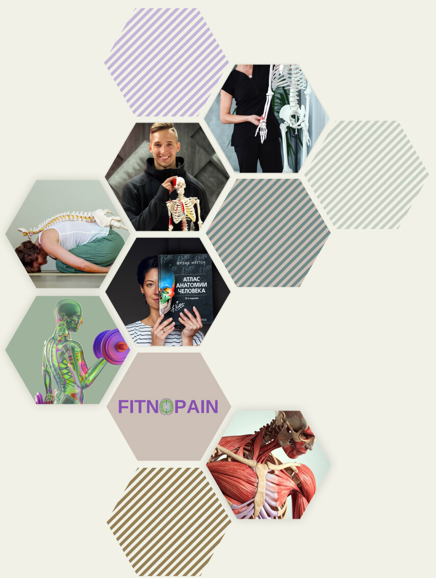 коллаж изображений, отражающих работу мышц и скелета, а также фото преподавателей