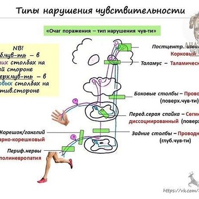 159. Лицевой нерв, его ветви, их анатомия, топография, области иннервации.