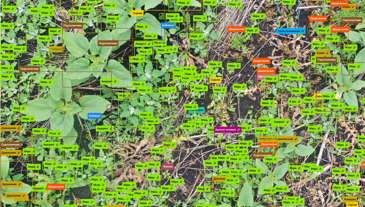 Пример распознавания сорняков на подсолнечнике