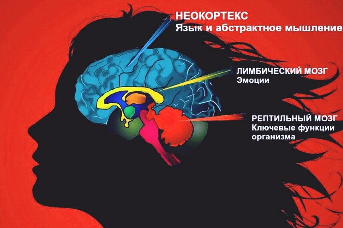 <p>Модель «Три мозга»</p>