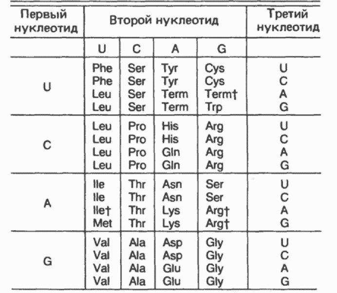 Взаимодействие между кодоном и антикодоном