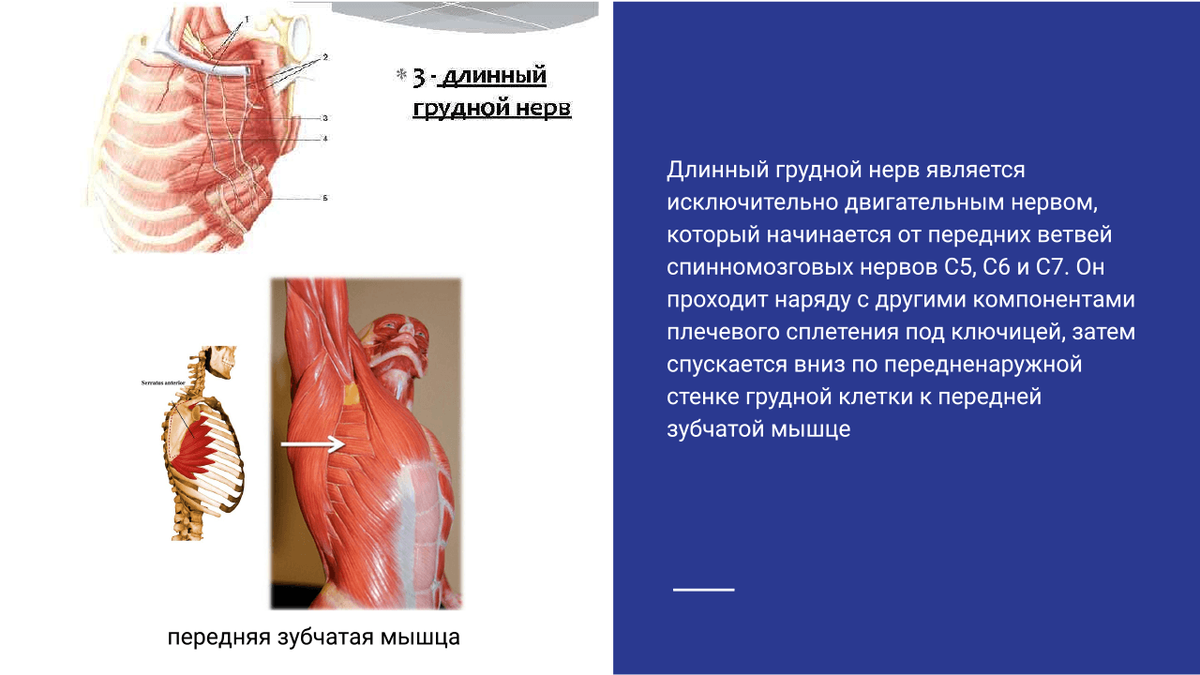 Невропатия длинного нерва грудной клетки.. Статьи