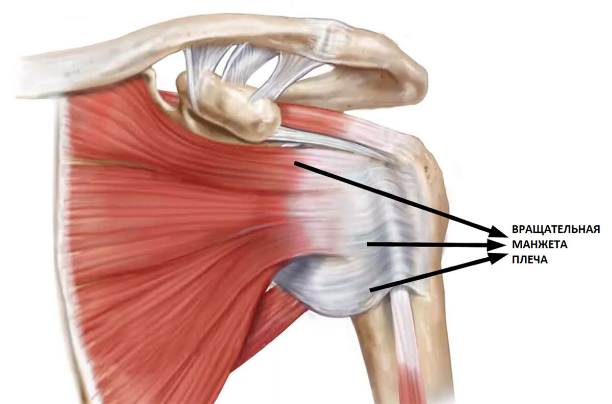 Сухожилия вращательной манжеты плеча