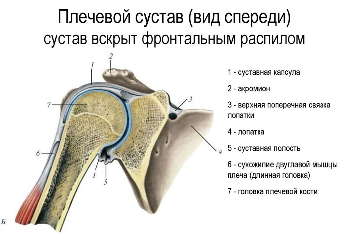 Анатомия плечевого сустава