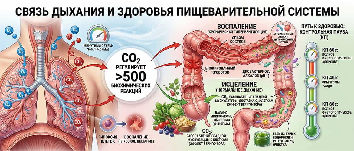 <p>ЖКТ и Бутейко. Траектория здоровья</p>