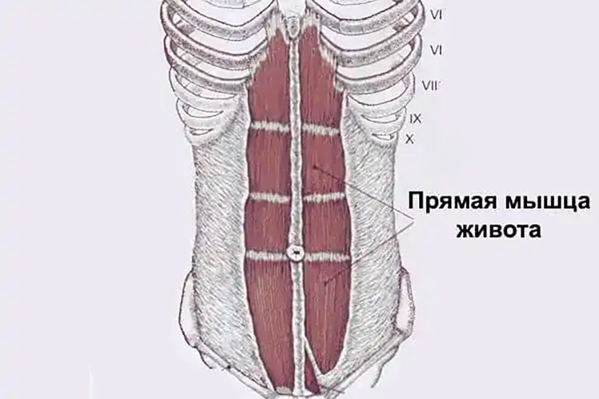 Анатомия прямой мышцы живота