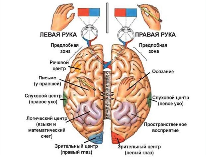 Межполушарная асимметрия картинки