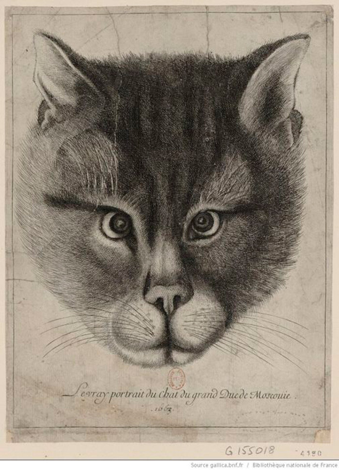 Вацлав Холлар. Подлинный портрет кота Великого князя Московского, 1663 год, Национальная библиотека Франции