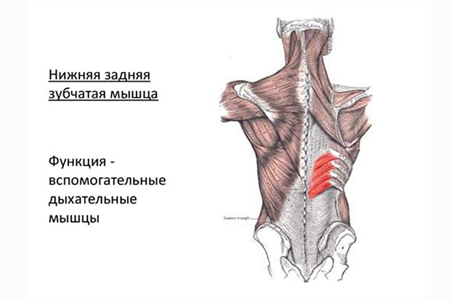 <p>
		Функция задней нижней зубчатой мышцы	</p>